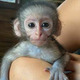 Imagine anunţ Sunt disponibile maimuțe capucin pline de emoție