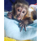 Imagine anunţ maimuțe capucin de vânzare