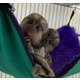 Imagine anunţ Maimuțe marmoset pigmee speciale