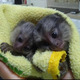 Imagine anunţ Maimuțe marmoset superbe de vânzare