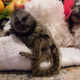 Imagine anunţ Minunate maimuțe marmoset au nevoie de o casă nouă