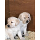 Imagine anunţ Avem doi cățeluși Labrador Retriever pentru a se ocupa.