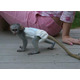 Imagine anunţ Bebeluși superbi de maimuță capucină de vânzare.