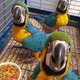 Imagine anunţ Macaw albastru și auriu acum disponibil