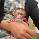 Imagine anunţ Maimuțe capucine, masculi și femele de vânzare