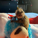 Imagine anunţ Maimuțe marmoset adorabile drăguțe De vânzare