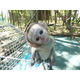 Imagine anunţ Bebelușii minunați de maimuță capucinică de vânzare