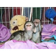 Imagine anunţ Maimuțe de capucin pentru bebeluși de vânzare