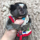 Imagine anunţ Maimuțe de marmoset pygmy de vânzare