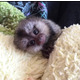 Imagine anunţ Maimuțe de marmoset sănătoase disponibile