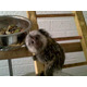 Imagine anunţ Marmoset Monkey are nevoie de o casă nouă