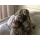 Imagine anunţ Superba maimuță marmoset pentru adopție