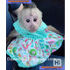 Imagine anunţ Superbe pui de maimuță capucină de vânzare