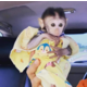Imagine anunţ Adorabil maimuță capucin disponibilă
