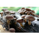 Imagine anunţ Alege ciuperci Shitake produs ecologic - 39 lei/100 gr. , pret promotional.