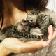 Imagine anunţ Bebeluși uimitori de maimuțe marmoset