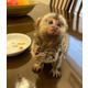 Imagine anunţ Maimuțe Marmosets Disponibil pentru ADOPȚIE Acum