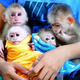 Imagine anunţ Maimuțe de capucin de vânzare