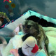 Imagine anunţ Maimuțe marmoset pigmee drăguțe de vânzare