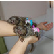Imagine anunţ Maimuțe marmoset uimitoare disponibile