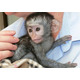 Imagine anunţ Masculi și femele de maimuțe capucine de vânzare