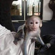Imagine anunţ De vânzare maimuțe capucine sănătoase