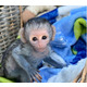 Imagine anunţ Frumoase maimuțe capucin gata pentru o nouă casă