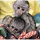 Imagine anunţ Maimuțe Capucină drăguțe, masculi și femele disponibile