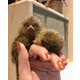 Imagine anunţ Maimuțe Marmoset pentru adopție
