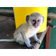 Imagine anunţ Maimuțe capucine (masculi și femele) de vânzare