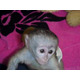 Imagine anunţ Maimuțe capucinine bine antrenate de vânzare Masculi și femele