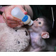 Imagine anunţ Uimitoare maimuță capucină de vânzare