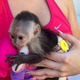 Imagine anunţ Uimitoare maimuță capucină