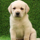 Imagine anunţ Cățeluși Labrador Golden Retriever