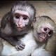 Imagine anunţ Maimuță Capucină sănătoasă disponibilă