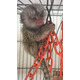 Imagine anunţ Maimuțe Marmoset Finger de vânzare