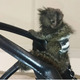 Imagine anunţ Maimuțe marmoset drăguțe de vânzare