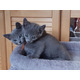 Imagine anunţ Pisicuțe superbe albastre rusești disponibile
