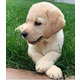 Imagine anunţ Pui de Labrador Retriever sănătoși