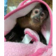 Imagine anunţ Uimitoare maimuță capucină disponibilă