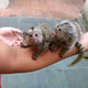 Imagine anunţ Vindecați maimuțele marmoset de vânzare