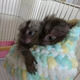 Imagine anunţ Coppia di scimmie marmoset disponibili