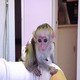 Imagine anunţ Splendidi cuccioli di scimmia marmoset in vendita