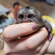 Imagine anunţ Maimuțe Marmoset adorabile de vânzare