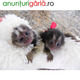 Imagine anunţ Maimuțe Marmosets Disponibil pentru ADOPȚIE Acum