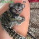 Imagine anunţ Maimuțe Marmosets Disponibil pentru ADOPȚIE Acum
