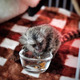Imagine anunţ Maimuță Marmoset pigmeu gata de o casă nouă