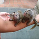 Imagine anunţ Maimuțe Marmoset disponibile