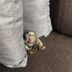 Imagine anunţ Mascul Marmoset sănătos disponibil