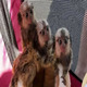 Imagine anunţ Maimuțe marmoset drăguțe și sănătoase de vânzare